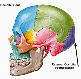 occipital1.jpg